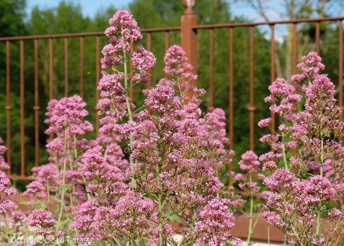 Domaine De La Terrasse Daire